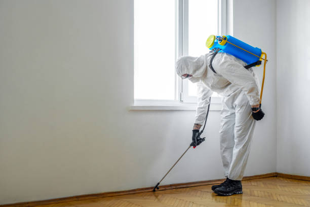 Best Wasp Removal Services  in Questa, NM
