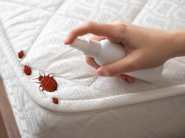 Best Mosquito Control Services  in Questa, NM