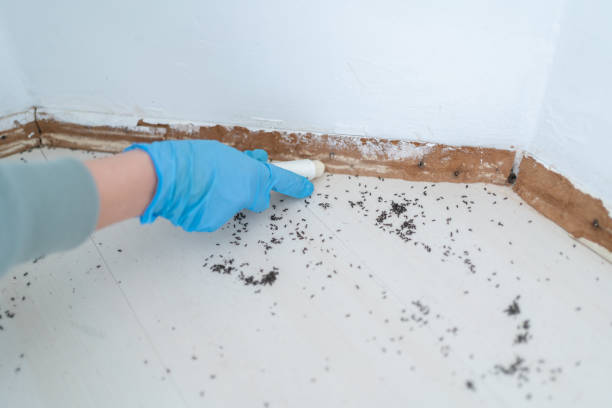 Best Wasp Removal Services  in Questa, NM
